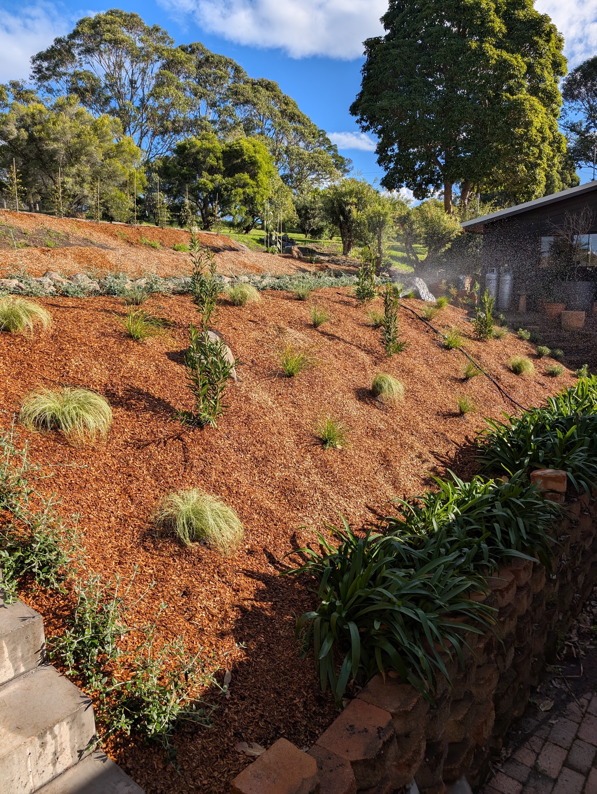 A freshly mulched and newly planted slope with irrigation running, above a stone retaining wall planted with agapanthus