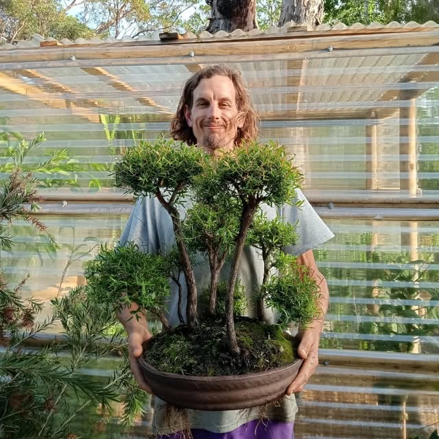 Mitch holding a multi trunk bonsai forest he has grown, in a shallow brown pot, standing in front of his poly covered growing house